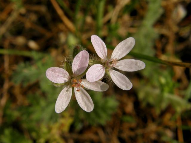 Pumpava obecná (rozpuková) (Erodium cicutarium (L.) L´Hér.) se světlými květy