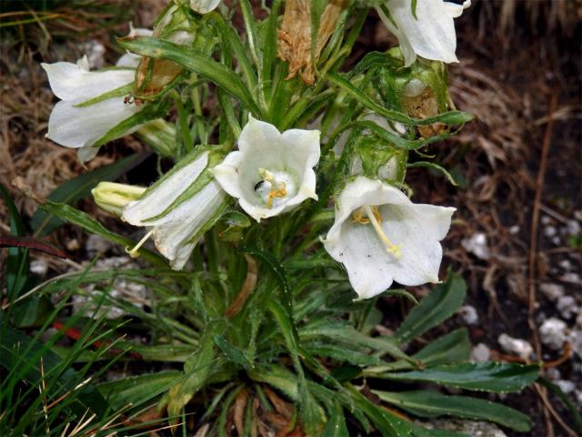 Zvonek alpský (Campanula alpina Jacq.) albín