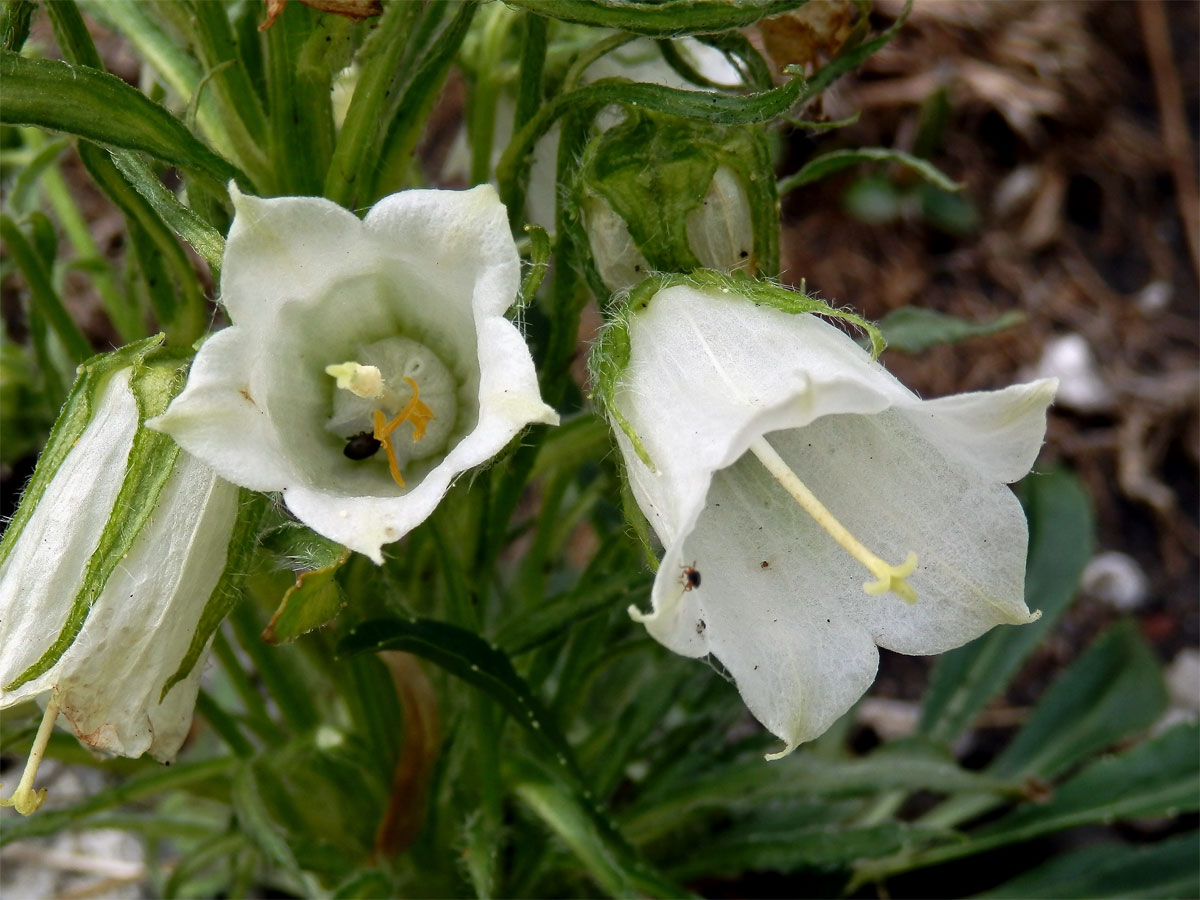 Zvonek alpský (Campanula alpina Jacq.)