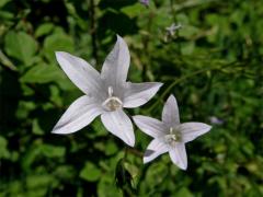 Zvonek rozkladitý (Campanula patula L.) se světlými květy (1)
