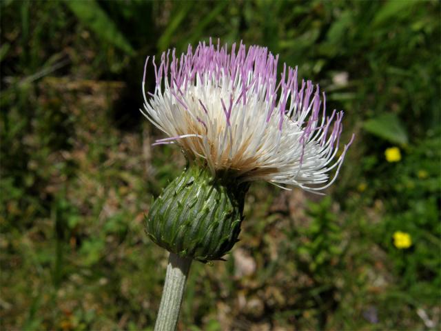 Pcháč zvrhlý (Cirsium x hybridum Koch ex DC.)