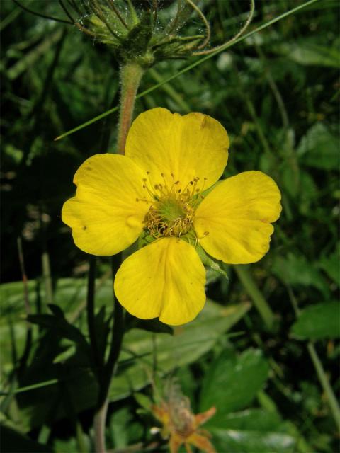 Kuklík horský (Geum montanum L.) - čtyřčetný květ