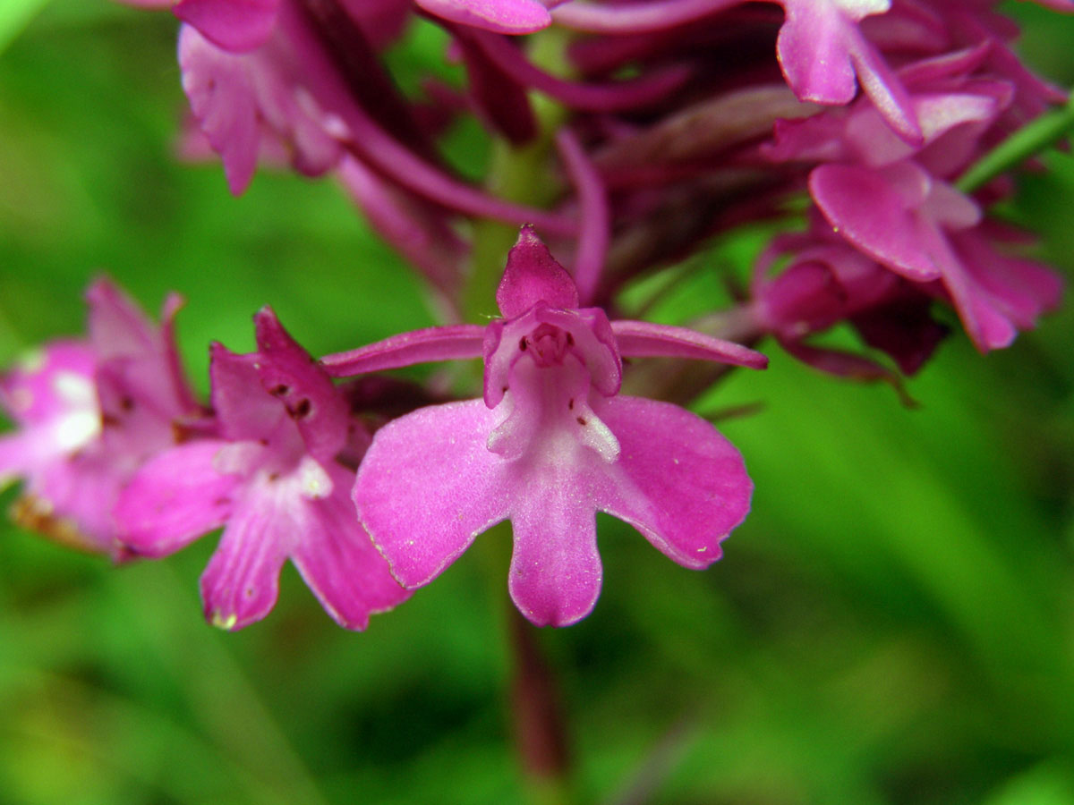 Rudohlávek jehlancovitý (Anacamptis pyramidalis (L.) L. C. Richard)