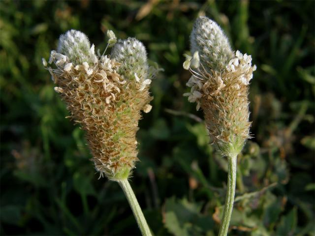 Jitrocel zaječí tlapka (Plantago lagopus L.) s větveným květenstvím (3a)