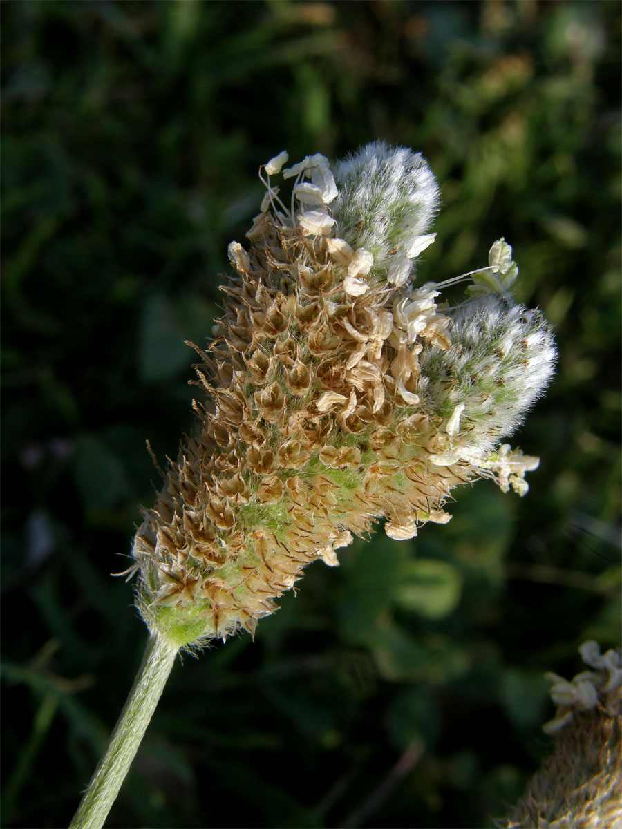 Jitrocel zaječí tlapka (Plantago lagopus L.) s větveným květenstvím (3b)