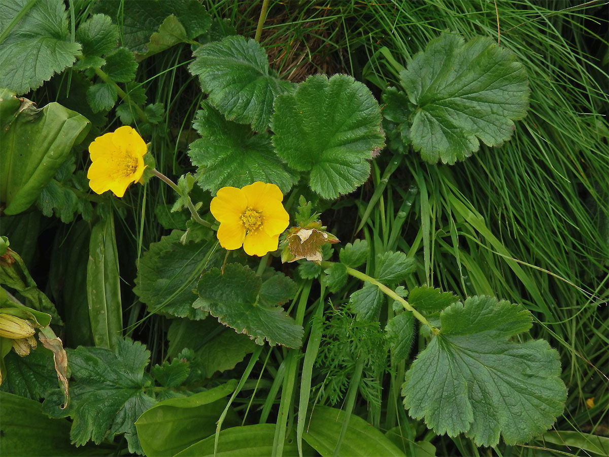 Kuklík horský (Geum montanum L.)