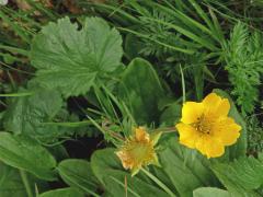 Kuklík horský (Geum montanum L.)