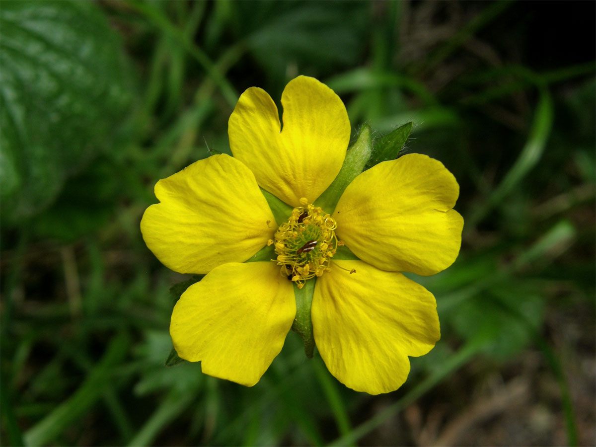 Kuklík horský (Geum montanum L.)