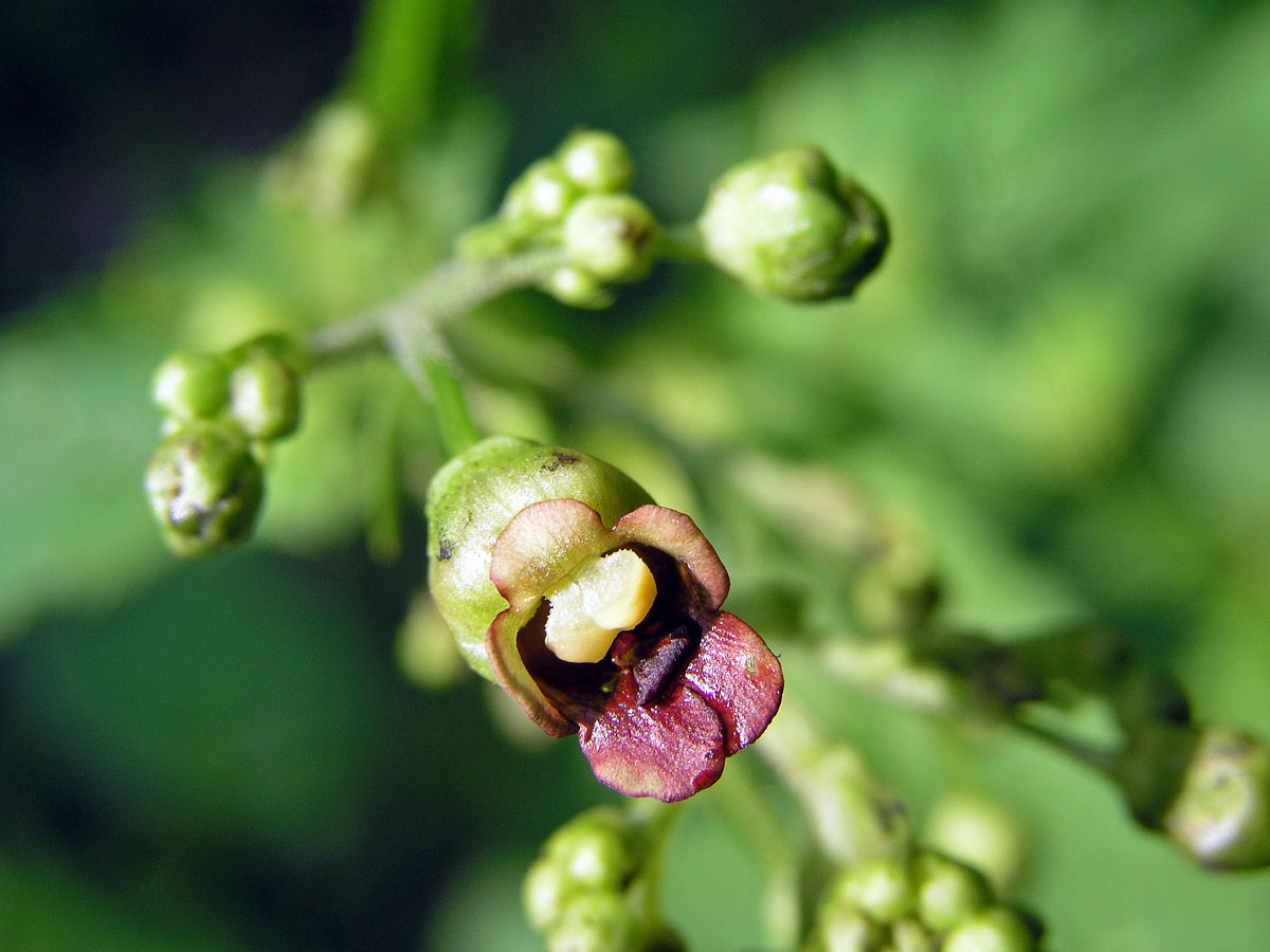 Krtičník hlíznatý (Scrophularia nodosa L.)