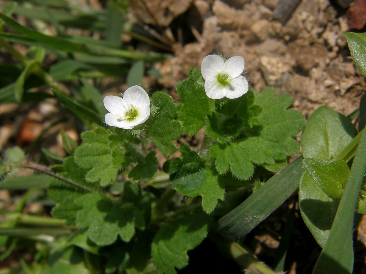 Rozrazil (Veronica cymbalaria L.)