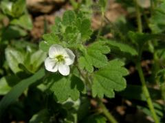 Rozrazil (Veronica cymbalaria L.)