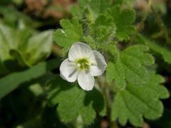 Rozrazil (Veronica cymbalaria L.)