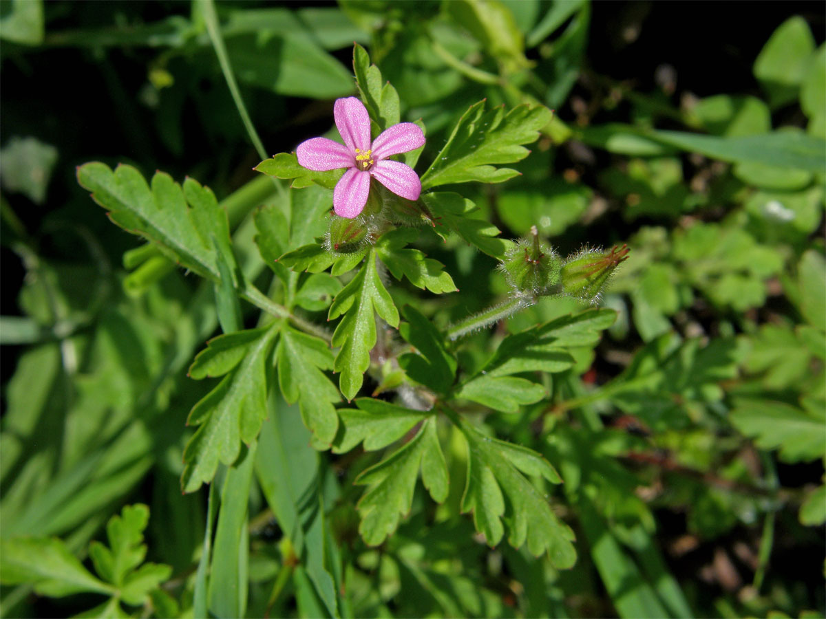 Kakost nachový (Geranium purpureum Vill.)