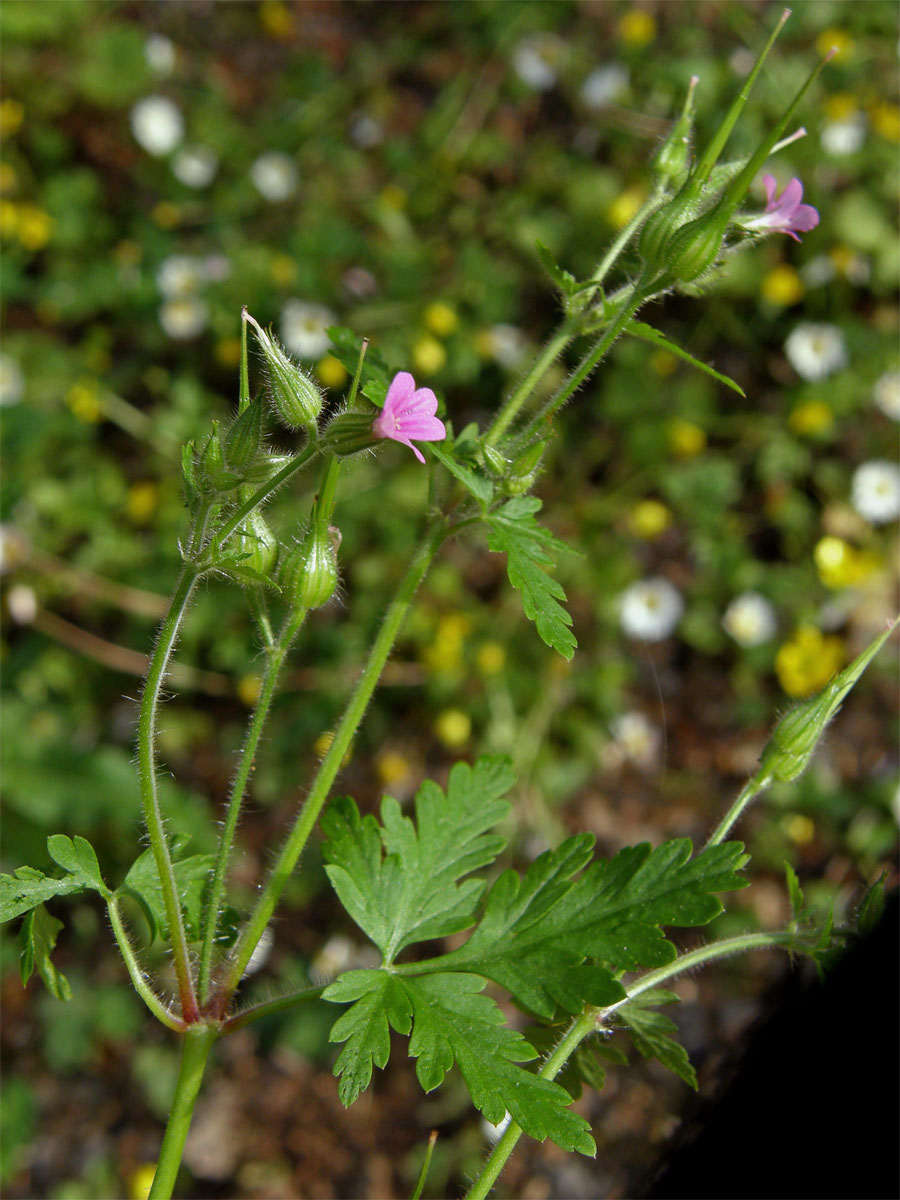 Kakost nachový (Geranium purpureum Vill.)