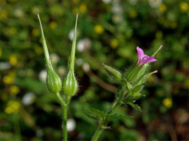 Kakost nachový (Geranium purpureum Vill.)