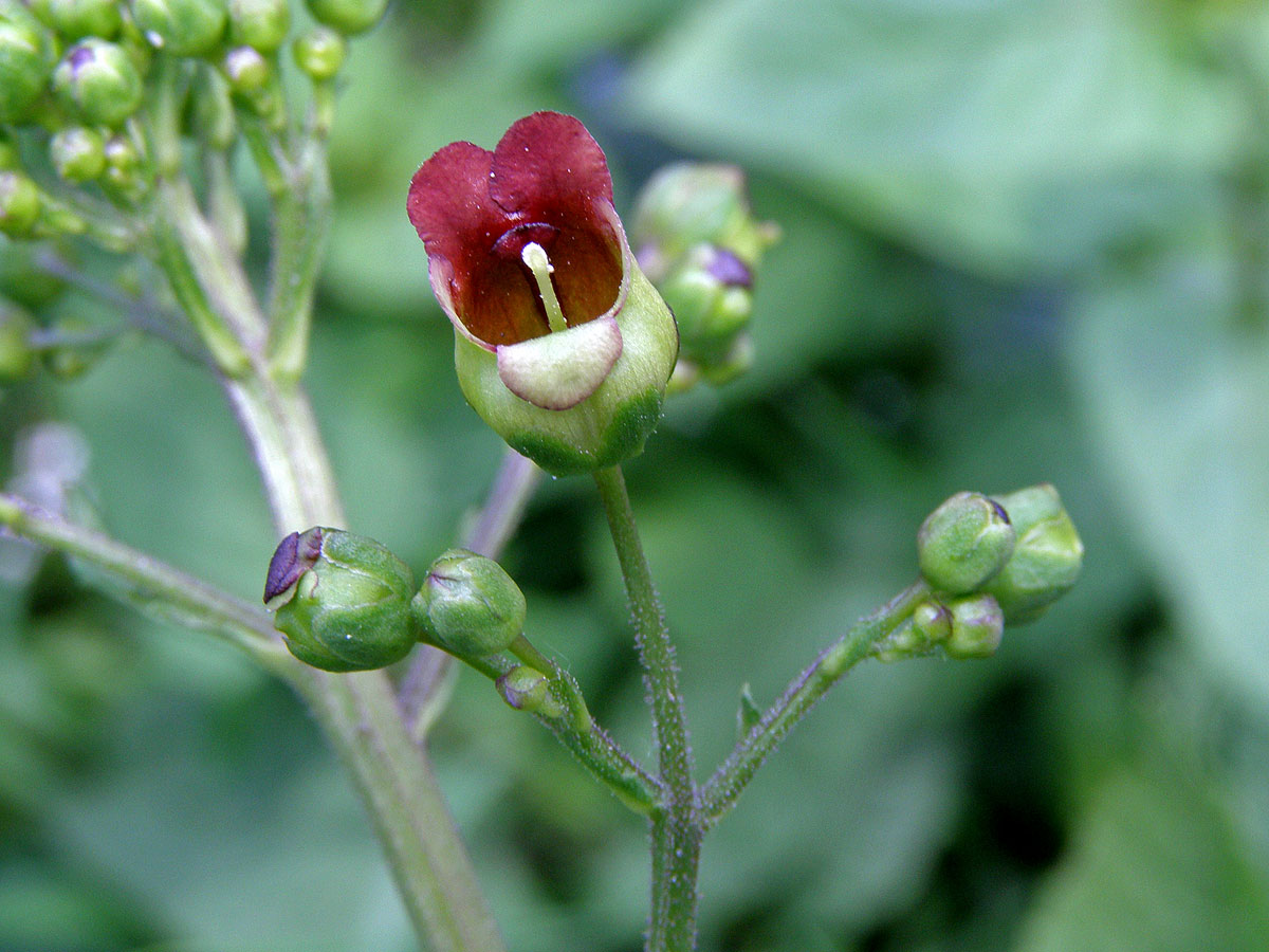 Krtičník hlíznatý (Scrophularia nodosa L.)