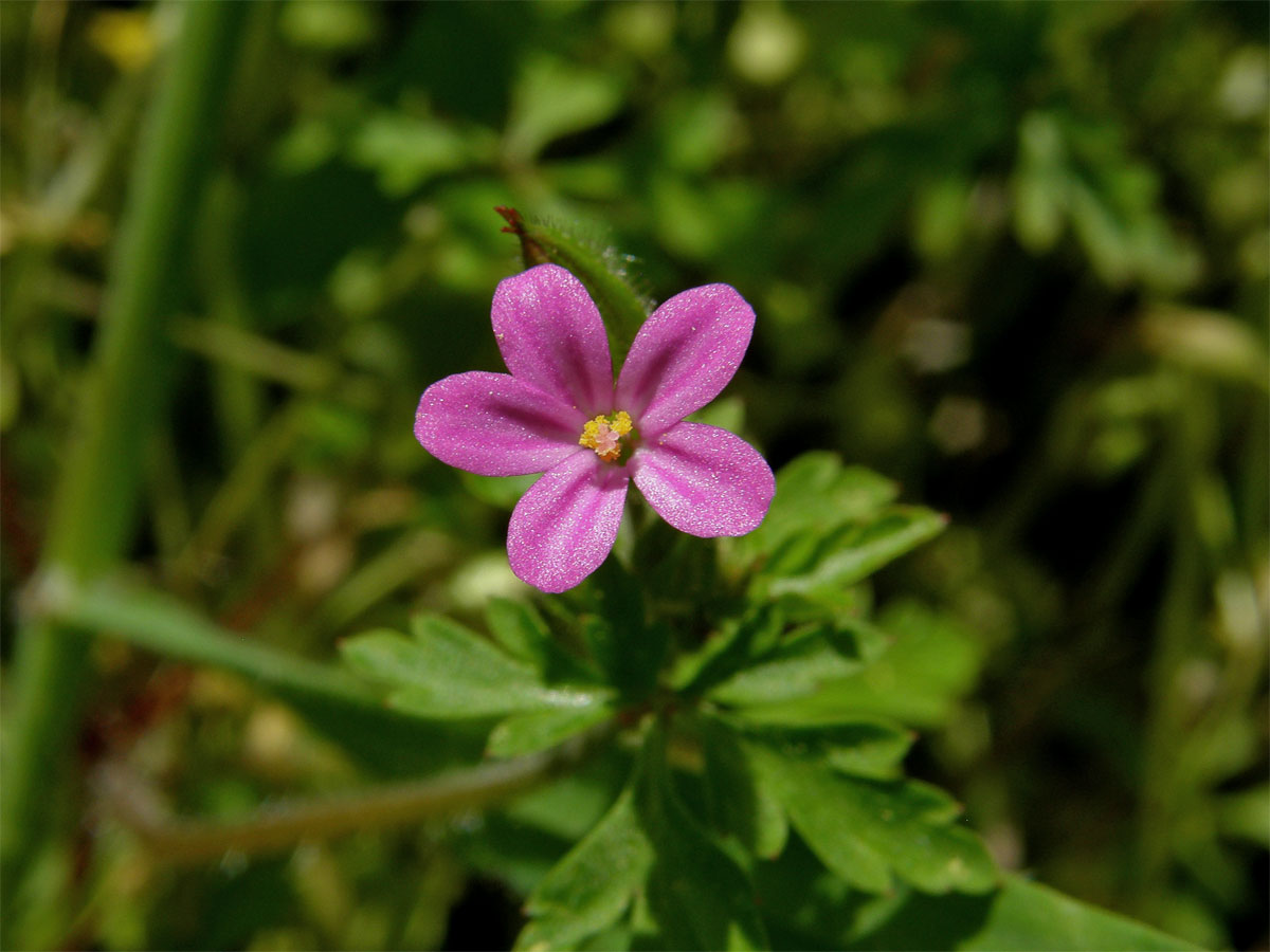 Kakost nachový (Geranium purpureum Vill.)