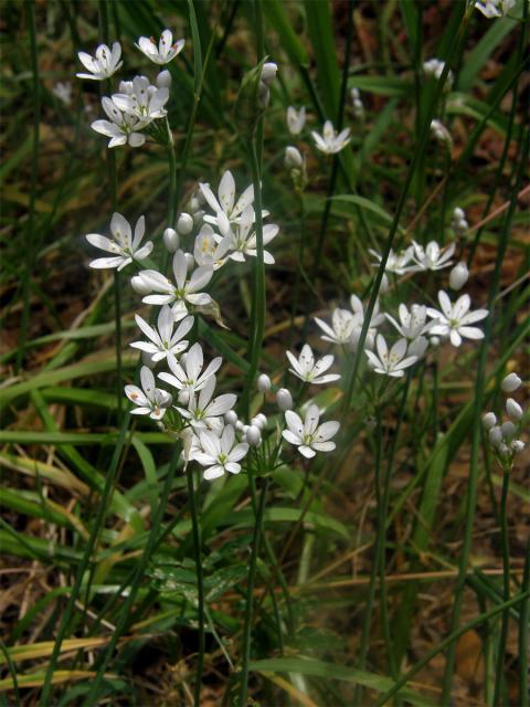 Česnek (Allium subhirsutum L.)