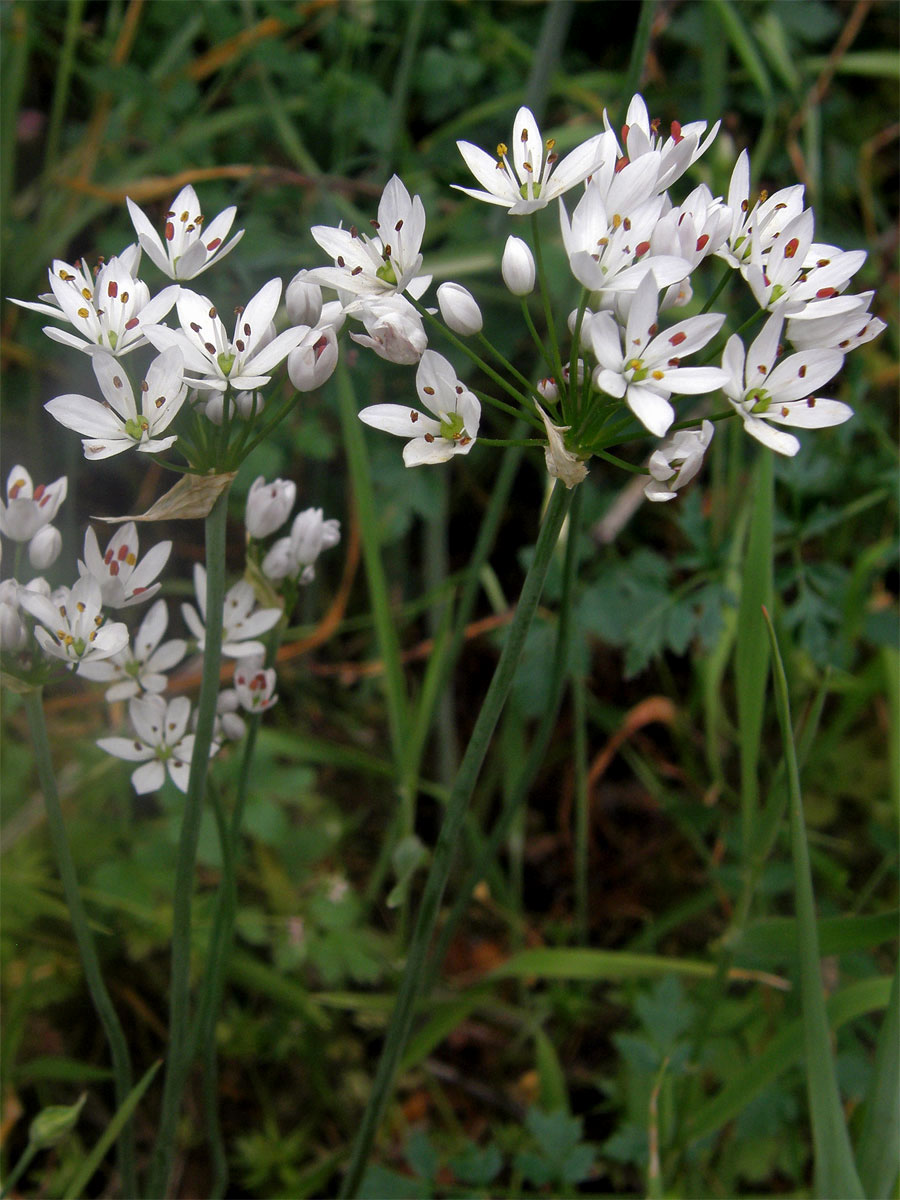 Česnek (Allium subhirsutum L.)