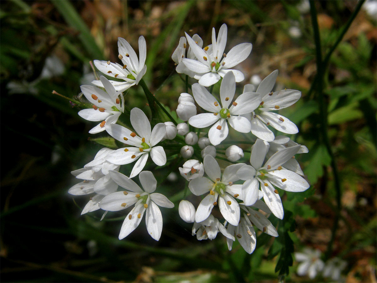 Česnek (Allium subhirsutum L.)