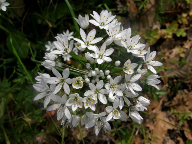 Česnek (Allium subhirsutum L.)