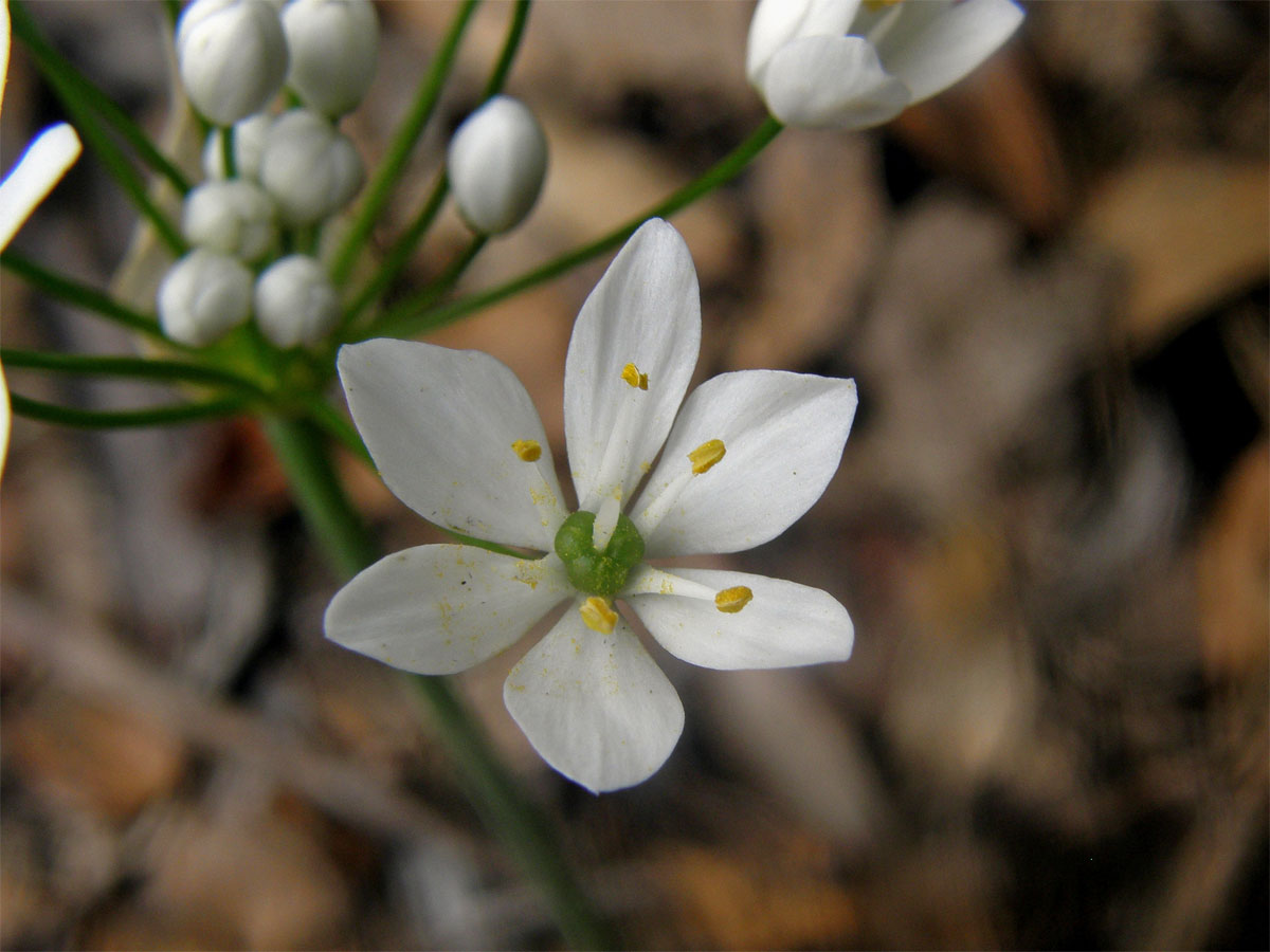 Česnek (Allium subhirsutum L.)