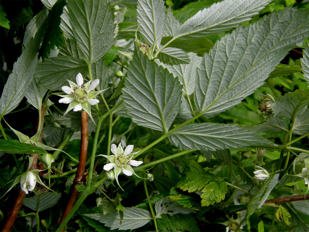 Ostružiník maliník (Rubus idaeus L.) s šestičetným květem (1a)