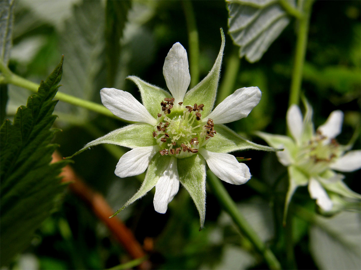 Ostružiník maliník (Rubus idaeus L.) s šestičetným květem (1b)