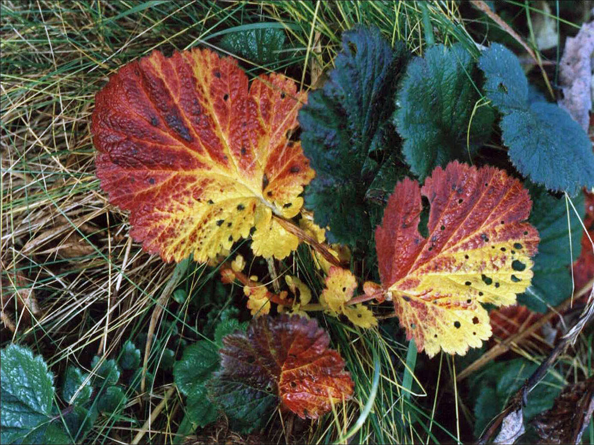 Kuklík horský (Geum montanum L.)