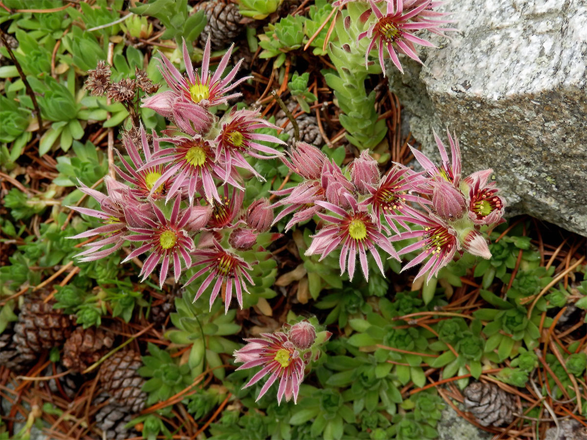 Netřesk horský (Sempervivum montanum L.)