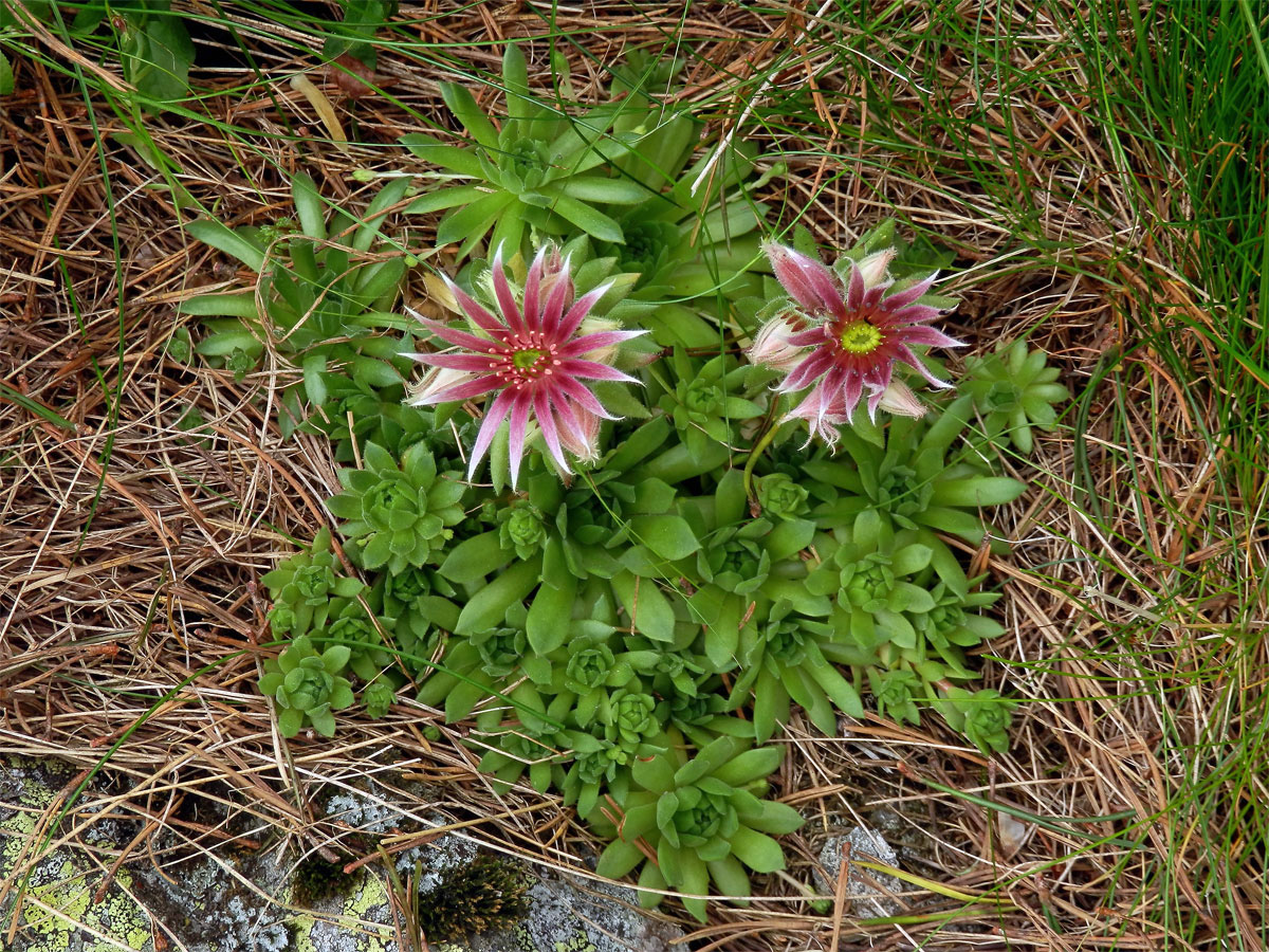 Netřesk horský (Sempervivum montanum L.)