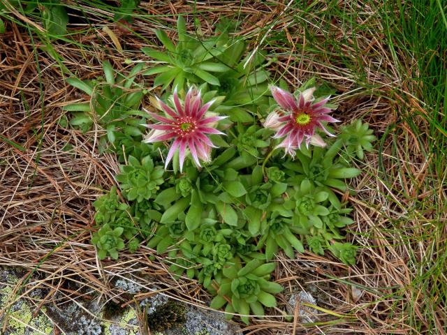 Netřesk horský (Sempervivum montanum L.)