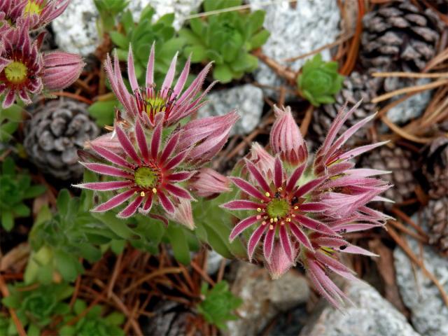 Netřesk horský (Sempervivum montanum L.)