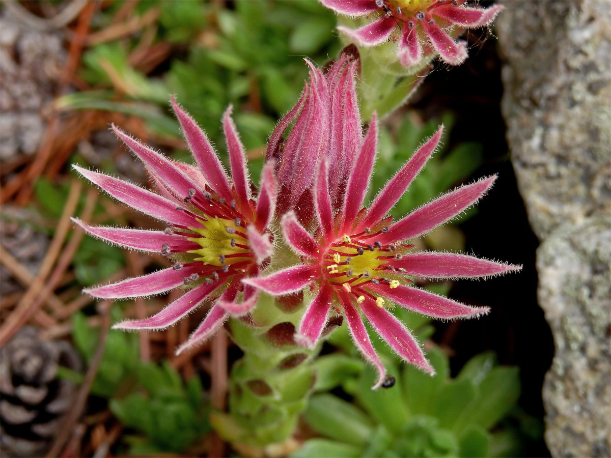 Netřesk horský (Sempervivum montanum L.)