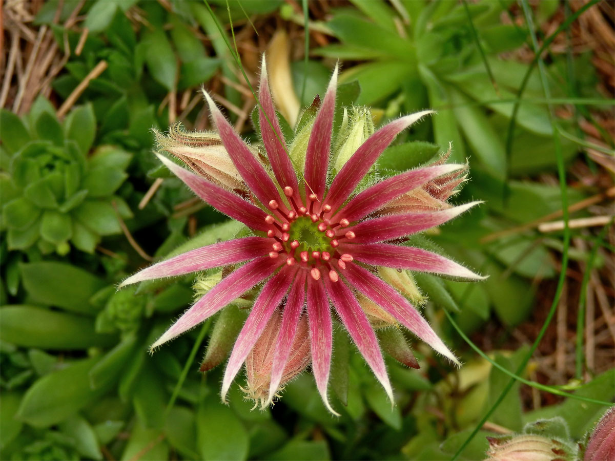 Netřesk horský (Sempervivum montanum L.)