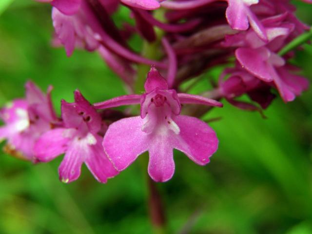 Rudohlávek jehlancovitý (Anacamptis pyramidalis (L.) L. C. Richard)