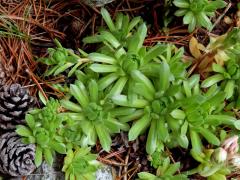 Netřesk horský (Sempervivum montanum L.)