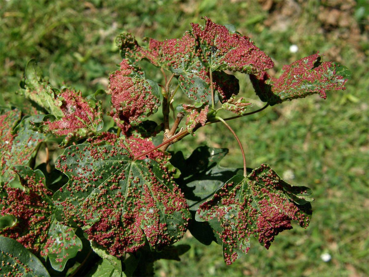 Hálky vlnovníka Murrayova (Aceria myriadeum); javor babyka