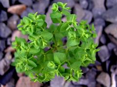 Pryšec okrouhlý (Euphorbia peplus L.)