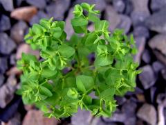 Pryšec okrouhlý (Euphorbia peplus L.)   