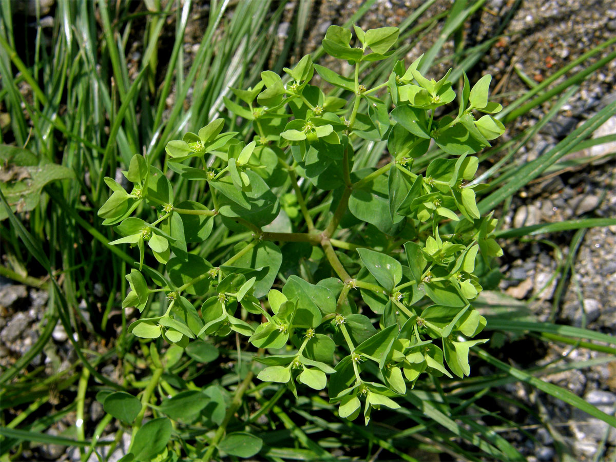 Pryšec okrouhlý (Euphorbia peplus L.)