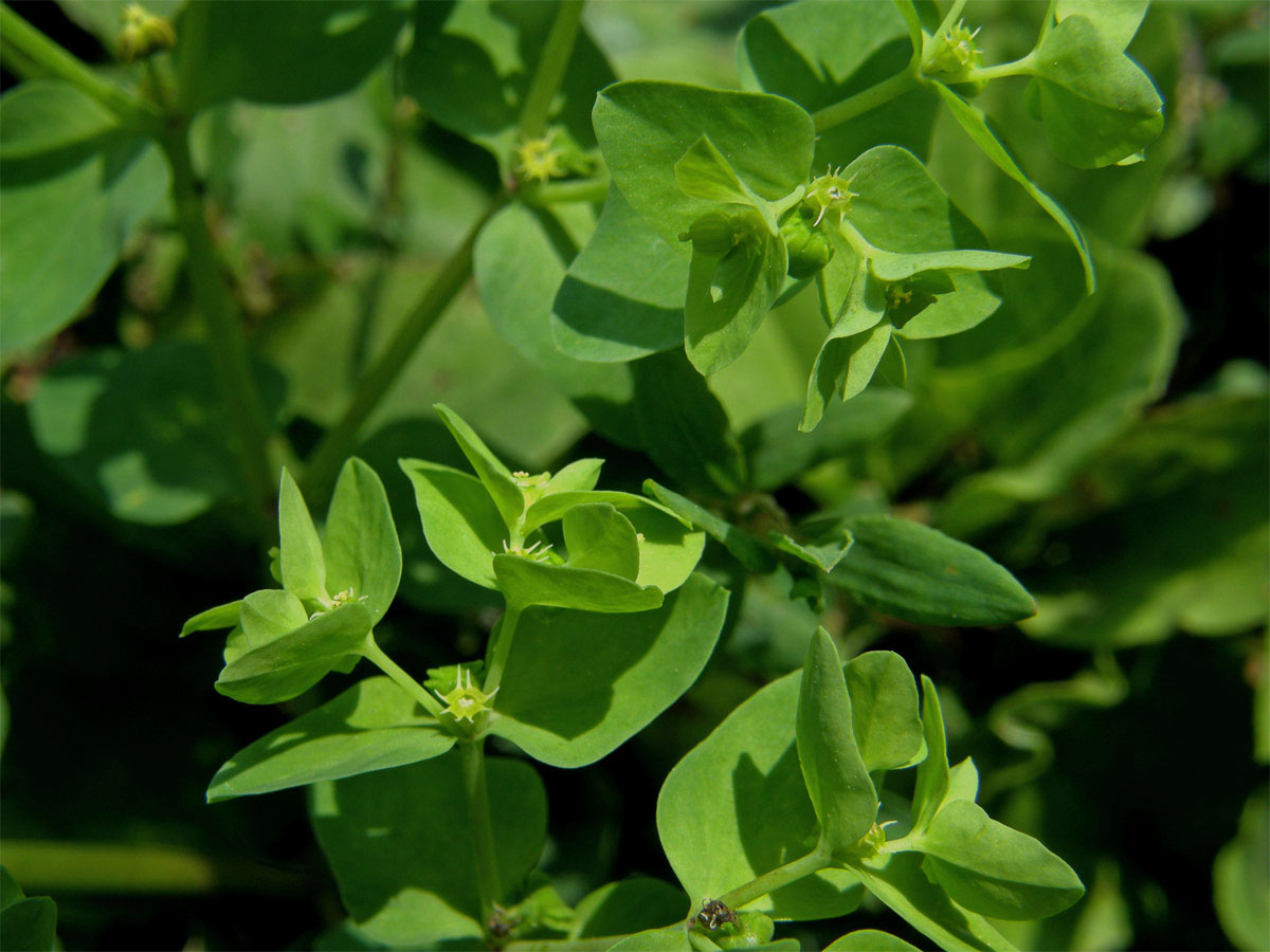 Pryšec okrouhlý (Euphorbia peplus L.)