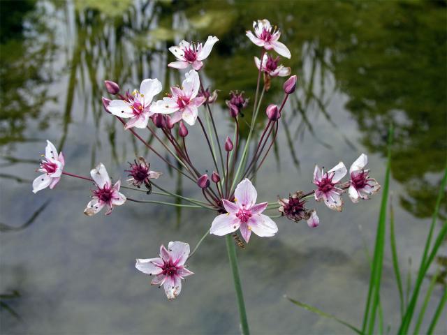 Šmel okoličnatý (Butomus umbellatus L.)