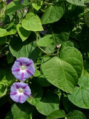 Povíjnice nachová (Ipomoea purpurea (L.) Roth)