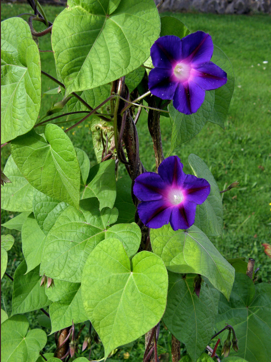 Povíjnice nachová (Ipomoea purpurea (L.) Roth)