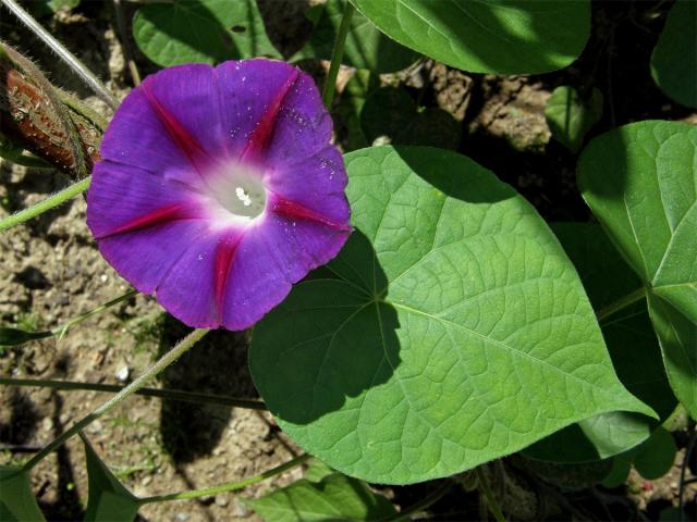 Povíjnice nachová (Ipomoea purpurea (L.) Roth)