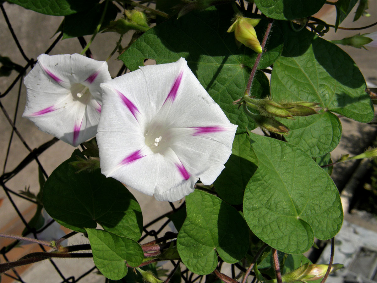 Povíjnice nachová (Ipomoea purpurea (L.) Roth)