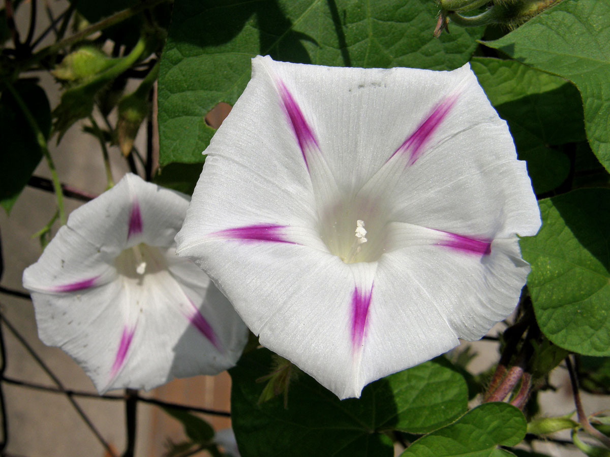 Povíjnice nachová (Ipomoea purpurea (L.) Roth)