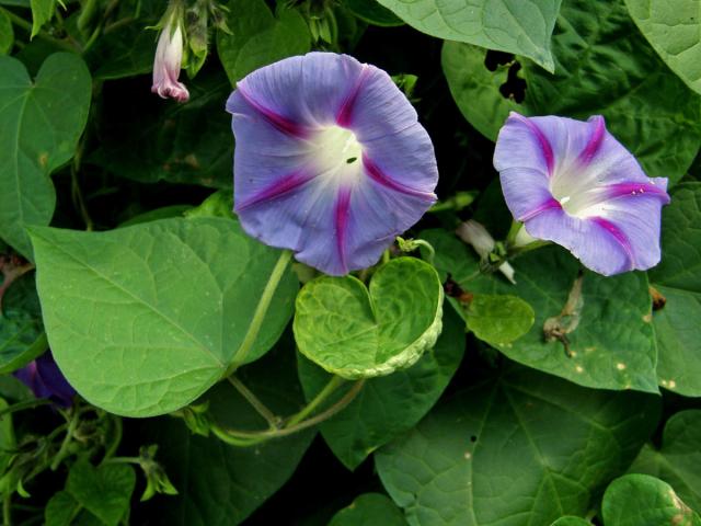 Povíjnice nachová (Ipomoea purpurea (L.) Roth)