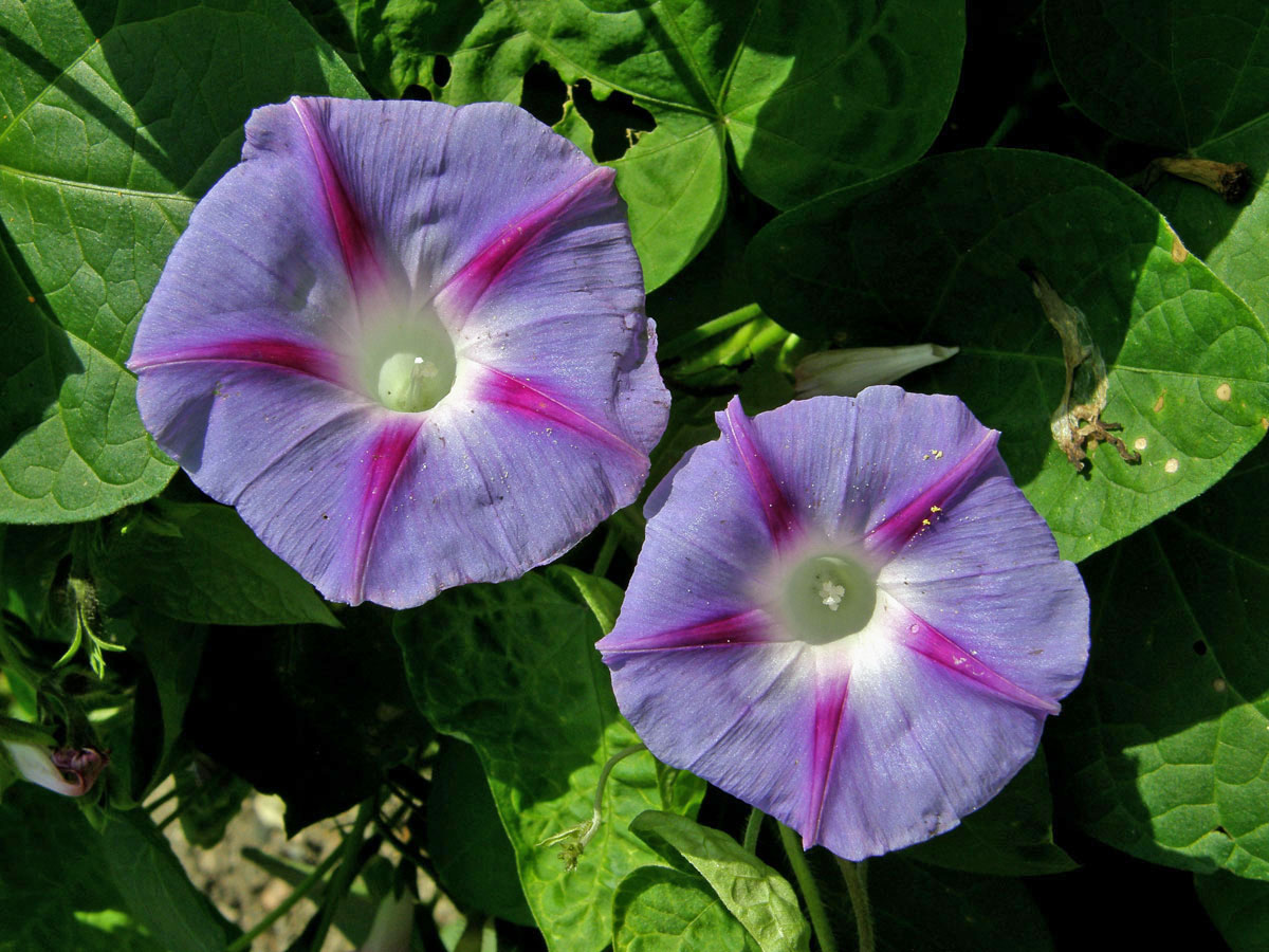 Povíjnice nachová (Ipomoea purpurea (L.) Roth)